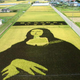 Illustration for article titled Behold These Incredible Artworks Grown from a Rice Field in Japan
